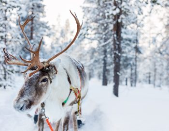 Reindeer,In,A,Winter,Forest,In,Finnish,Lapland